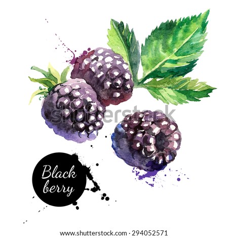 Hand drawn watercolor painting blackberry on white background. Vector illustration of berries