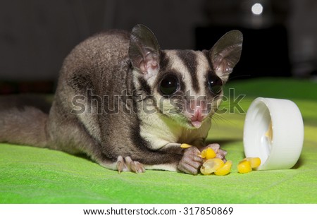 Sugar possum eating corn looks his round eyes