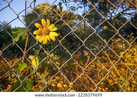 Similar – Foto Bild Natur setzt sich durch