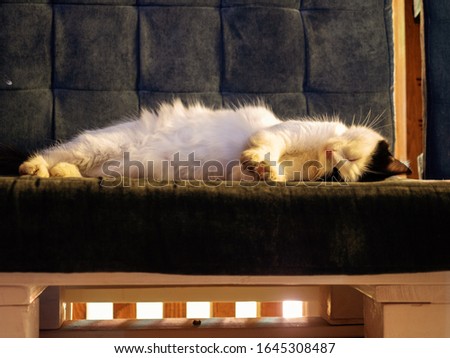 Similar – Image, Stock Photo velvet paws Cat Legs Pelt