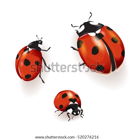 Ladybird, Ladybird illustration. Set of three ladybirds isolated on white. Can be used in different ways of design, appearance, cover, etc.  Vector - stock