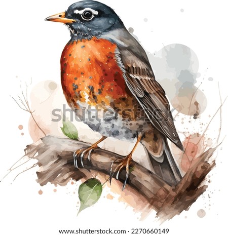 watercolor American robin bird vector design, Illustration isolated in white background