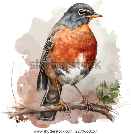 watercolor American robin bird vector design, Illustration isolated in white background