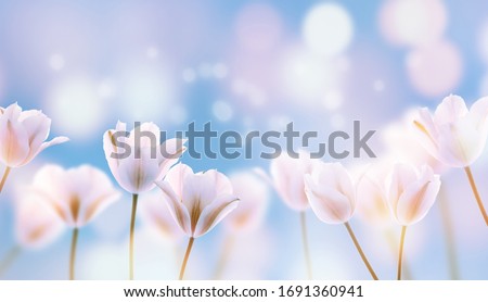beautiful blooming tulip field on abstract blue sky in springtime, floral concept
