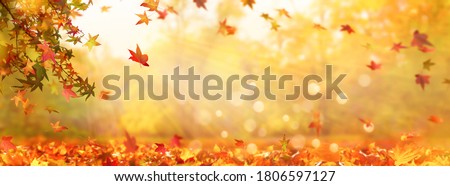 autumn tree in idyllic beautiful blurred autumn landscape panorama with fall leaves in sunshine, advertising space on leaf ground, a day outdoors in golden october, cheerful fall leaf season concept