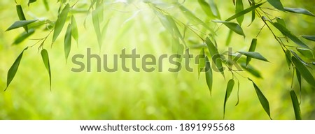 frame from fresh green bamboo leaves, abstract blurred bamboo leaf background, bamboo branch in sunlight, beautiful japanese spring garden landscape panorama