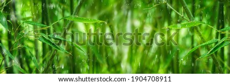 beautiful green bamboo forest in the rain, water drops on bamboo leaves, wellness day in a spa, idyllic bamboo jungle background, fresh idyll in rain forest, green nature concept with copy space