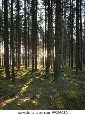 The forest in the morning sunshine