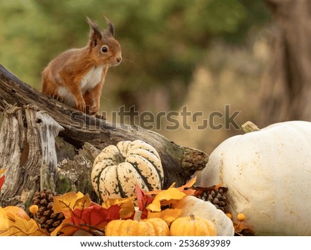 Similar – Image, Stock Photo Curious looking squirrel