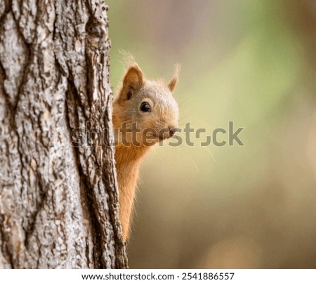 Similar – Image, Stock Photo Curious looking squirrel