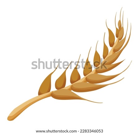Close-up of an ear of wheat in cartoon style, isolated on white background.
