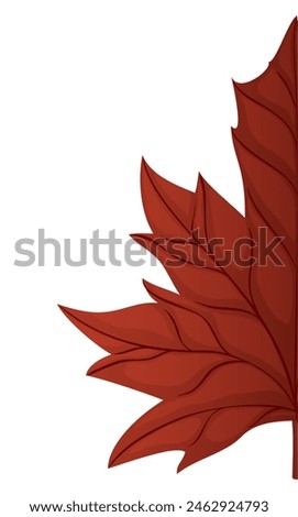 Close-up view of red maple leaf with detail of its ribs and midribs on white background.