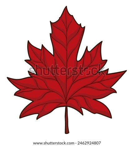 Detailed red maple leaf in cartoon style isolated on white background.