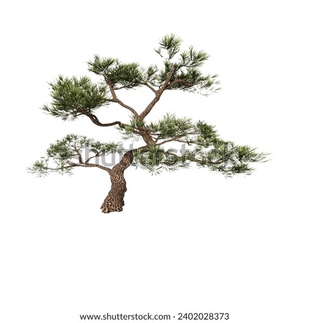 Bonsai tree without background. Bonsai plant. Bonsai png. Tree png.