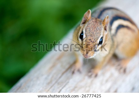Close-up of a chipmunk on a log. He looks like he wants to have a conversation with you...