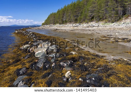 Brown algae (Fucus), on the shore of the White Sea at low tide,Kola Peninsula, Russia