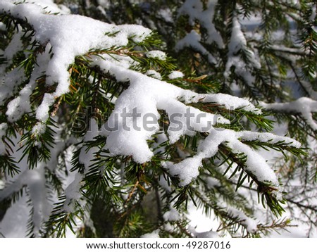 spruce tree branch