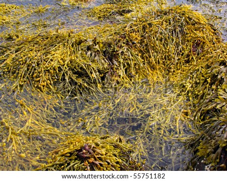 Fucus is a genus of brown alga in the Class Phaeophyceae