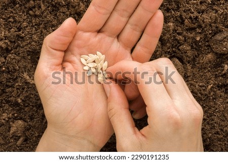 Similar – Image, Stock Photo Cucumber seeds in a female palm. Planting seeds in paper cardboard cup at home, hobby