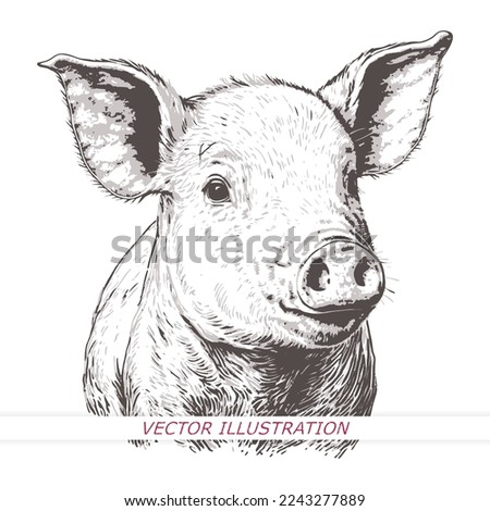 Hand drawn sketch of a pig. Portrait of a farm animal in vintage engraved style. Vector illustration.