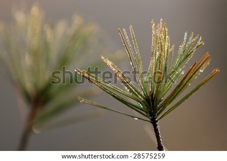 Dew drops on white pine needle