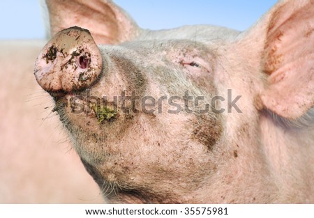 the face of a pig is laughing