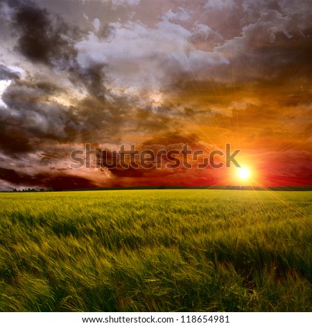 green field at red sunset