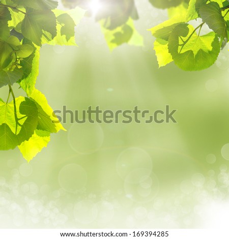 the green leaves and sun on blue sky