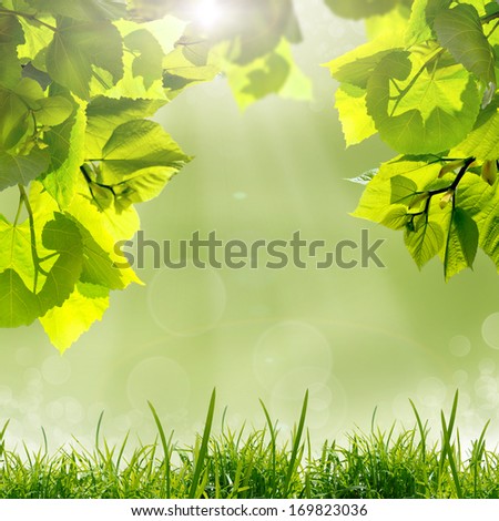 the green leaves and sun on blue sky