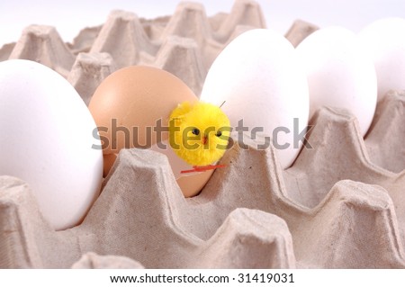 a chicken hatched from an egg