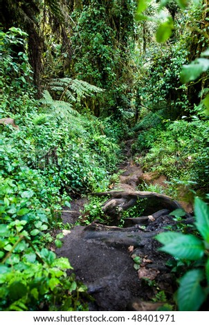 Dense And Lush Vegetation And Trees Of Tanzania'S Rain Forest Stock ...