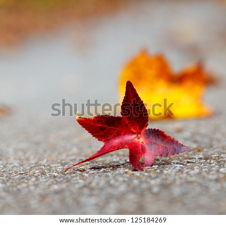 Fallen autumn leave on the road shallow depth of field