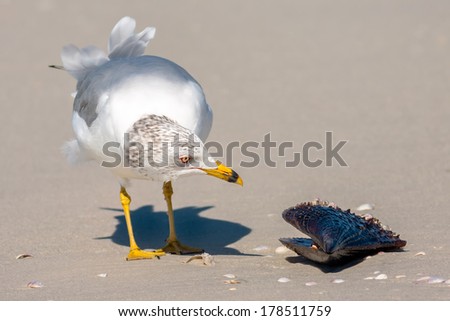 sea gull looking for food, sea shell, florida coast