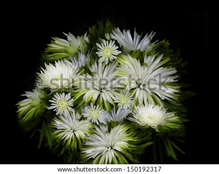 Bouquet of white flowers on a black background. Oil painting style.