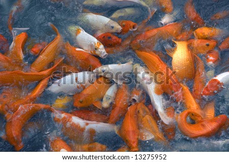 Gold fish being fed