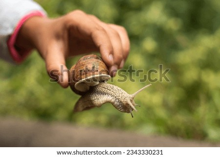 Similar – Image, Stock Photo the early shell catches the crustacean