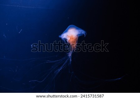 Similar – Image, Stock Photo Jellyfish illuminated with orange light on a colorful background