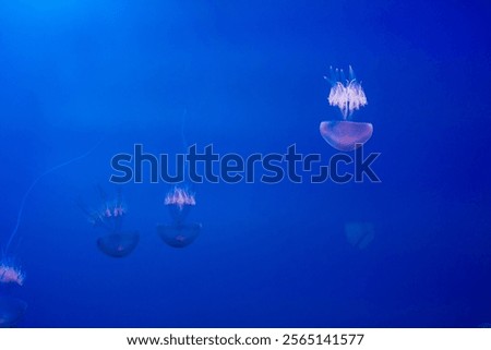 Image, Stock Photo Jellyfish illuminated with orange light on a colorful background