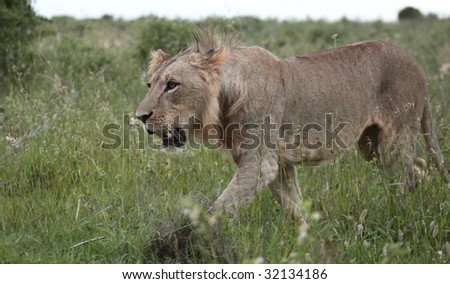 young lion walking