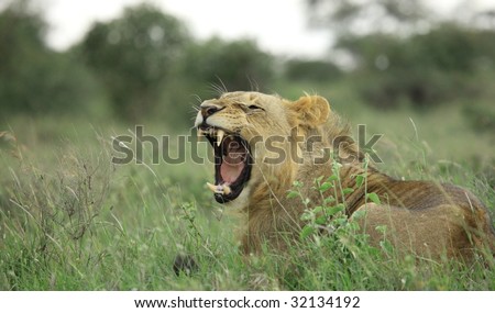young lion yawning