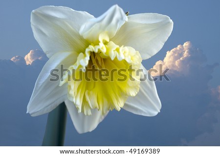 Daffodil Flower in the sun Day