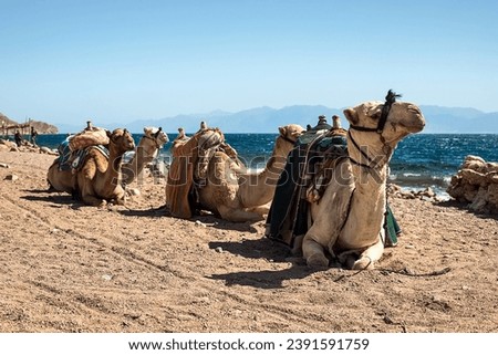 Similar – Image, Stock Photo Desert landscape against sea in nature