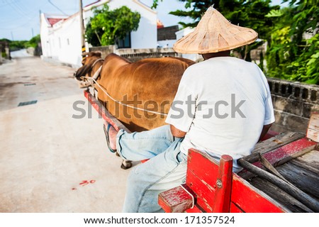 PENGHU, TAIWAN - JUNE 30, 2013: Unidentified man drives a cow cart on the alley, June 30, 2013. Ox carts are used in the countryside of penghu.
