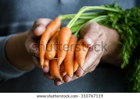 Carrots in farmers hands
