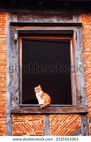 Similar – Image, Stock Photo Street cat sitting relaxed on a stone path