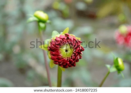 Similar – Image, Stock Photo Buds of red dahlias. Flowering shrubs of dahlia in the form of a flower bed in the garden