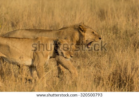 A lion roars in the Serengeti