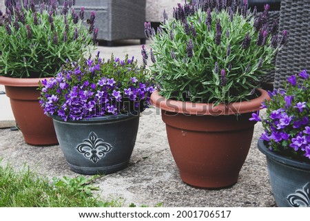 Patio flower pot arrangement - lavender, purple flower selection. Foto stock © 