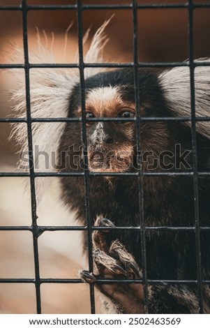 Similar – Image, Stock Photo Apes behind bars