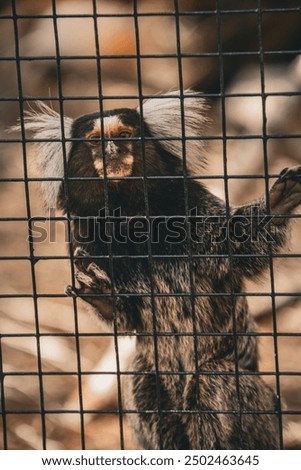 Similar – Image, Stock Photo Apes behind bars